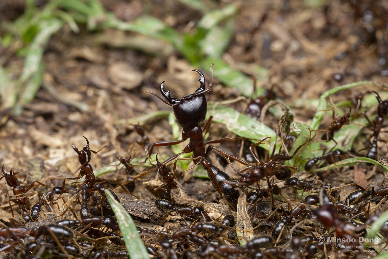Tetramorium sp.1